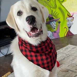 Meet your Posher, Abbey